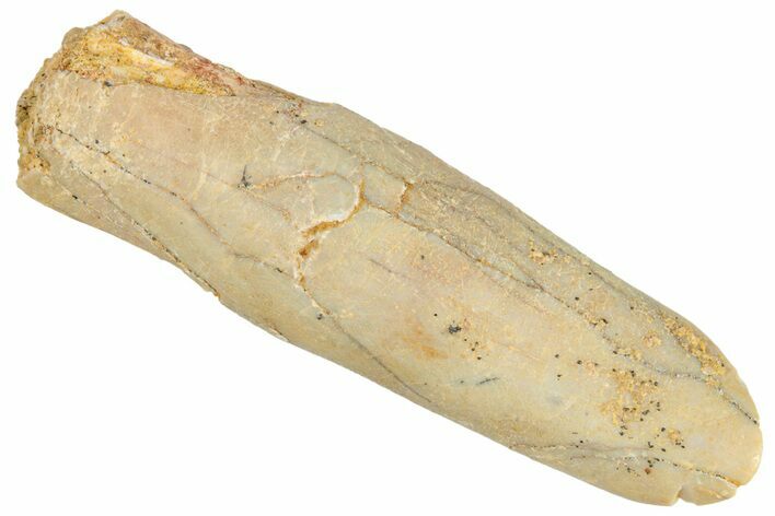 Fossil Sauropod Dinosaur (Rebbachisaurus) Tooth - Morocco #267322